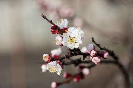 Branch with beautiful white apricot blossom on nature bokeh background.の写真素材