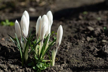 Beautiful buds of white crocuses illuminated by sunlight on land backgroundの写真素材