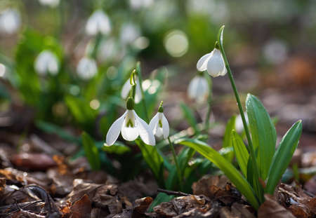 Beautifull first flowers snowdrops in spring forest. Tender spring flowers snowdrops harbingers of warming symbolize the arrival of spring. Scenic view of the spring forest with blooming flowersの写真素材