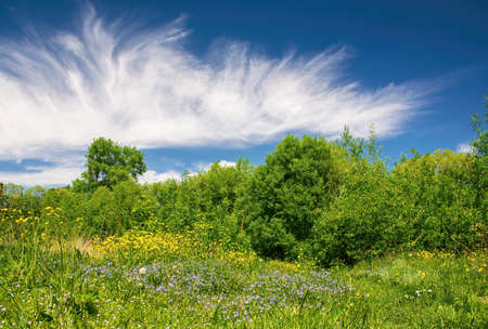Beautiful meadow with blooming herbs under picturesque sky. Nature spring landscapeの写真素材