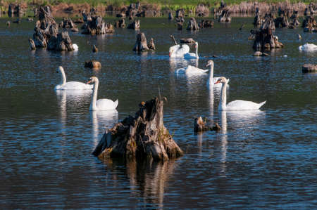 Wild white swans are swimming among old stumps on ripple water of the lake.の写真素材