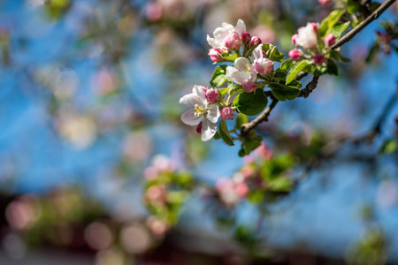 Blossoming apple branch with white and pink flowers on blue sky background.の写真素材