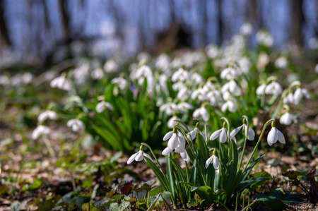 Spring snowdrop flowers in spring forest on blurred bokeh background. Spring or easter holiday conceptの写真素材
