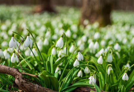 Carpet of snowdrops Galanthus plicatus in sunny spring forestの写真素材
