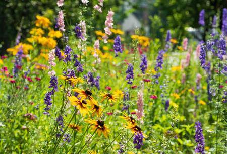Blooming colorful wild flowers on the meadow at summertimeの写真素材