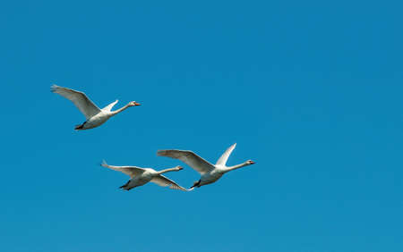 Three white swans are flying in the blue sky. Migratory birds return to their breeding sites. Clear blue sky with copy spaceの写真素材