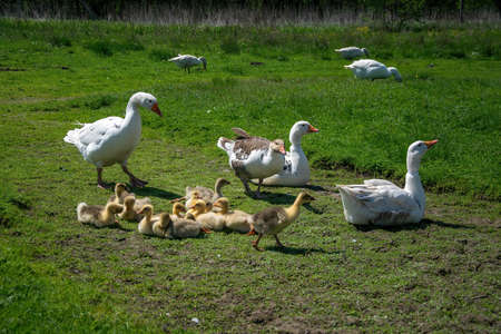 Goose family on the pasture. adult guard babies. White geese and fluffy yellow goslings