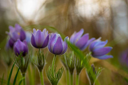 Beautiful pasque or anemone wild flowers in sunny spring forest. It grows wild and its blooming is one of the first signs of spring. Eastern holiday conceptの写真素材