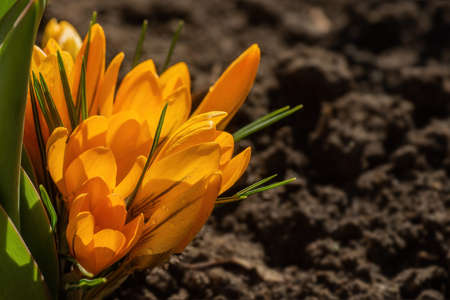 Beautiful blooming yellow crocuses illuminated by sunlight on natural ground background.の写真素材