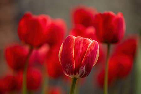 Red-yellow striped tulip on foreground. Many red tulips defocused on background.の写真素材