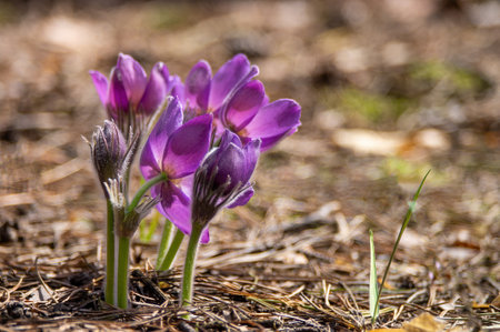 Beautiful pasque or anemone wild flowers in sunny spring forest. It grows wild and its blooming is one of the first signs of spring. Eastern holiday conceptの写真素材