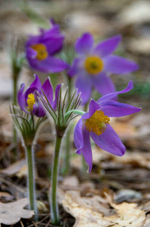 Beautiful pasque or anemone wild flowers in sunny spring meadow. It grows wild and its blooming is one of the first signs of spring. Eastern holiday conceptの写真素材