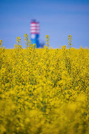 Blooming canola field on foreground and chemical plant tower on background. Nitrogen fertilizer production. Agro-industrial concept. Soft focus backgroundの写真素材