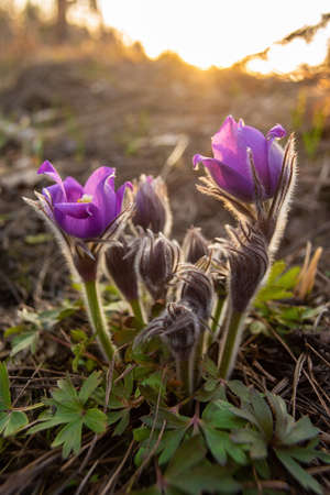 Beautiful pasque or anemone wild flowers in spring forest during sunset. Pasque flower is one of the first signs of springの写真素材