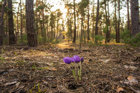 Beautiful pasque or anemone wild flowers in sunny spring forest. It grows wild and its blooming is...
