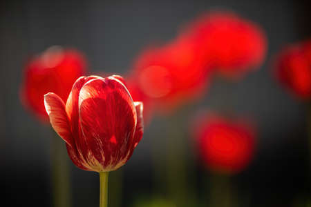 Beautiful red-white striped tulip on colorful background.の写真素材