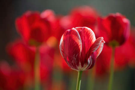 Red-white striped tulip on foreground. Many red tulips defocused on background.の写真素材