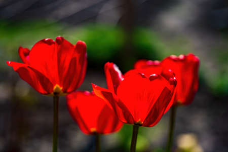 Red tulips on dark background. Beautiful spring concept Keukenhof, Netherlandsの写真素材