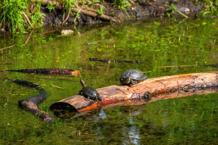 Two european pond turtles resting and sunbathing on the log in the swamp at sunny summer day. wild life photoの写真素材