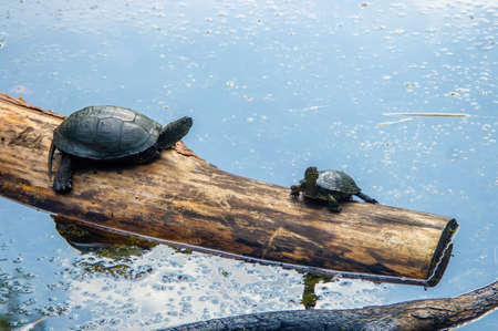 Two european pond turtles resting and sunbathing on the log in the swamp at sunny summer day. wild life photoの写真素材
