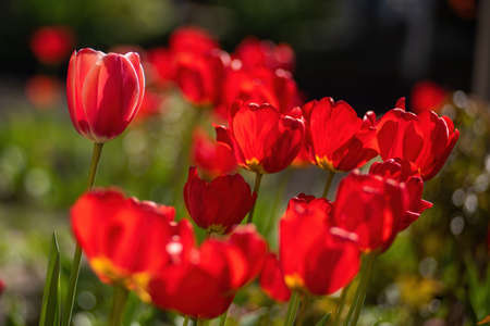 Red tulips bloom on flower bed. Flowers backlit with morning sunlight.の写真素材
