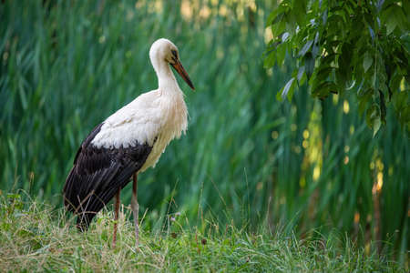 Adult european white stork standing on green meadow at summer sunny day.の写真素材