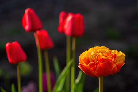 Red and yellow colorful tulips on dark background. Beautiful spring concept Keukenhof, Netherlandsの写真素材