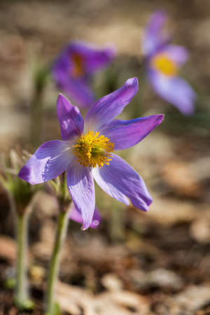 Beautiful pasque or anemone wild flowers in sunny spring meadow. It grows wild and its blooming is one of the first signs of spring. Eastern holiday conceptの写真素材
