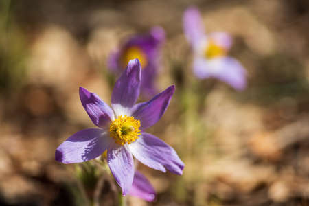 Beautiful pasque or anemone wild flowers in sunny spring meadow. It grows wild and its blooming is one of the first signs of spring. Eastern holiday conceptの写真素材