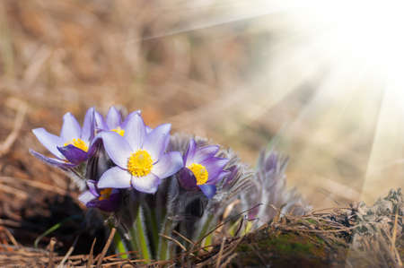 Beautiful purple pasque flower - Pulsatilla patens - in yellow hay at sunny spring dayの写真素材