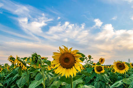 Beautiful blooming sunflowers on the field against picturesque sky. Harvest concept background.の写真素材