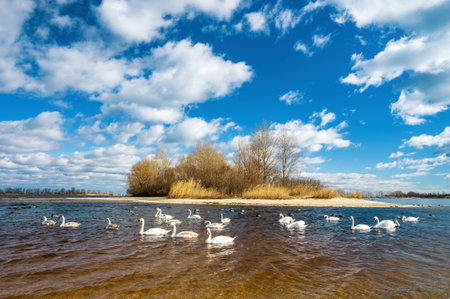 White swans swim in the wavy river on a sunny spring day. Picturesque sky. Dnipro River, Cherkasy, Ukraine.の写真素材