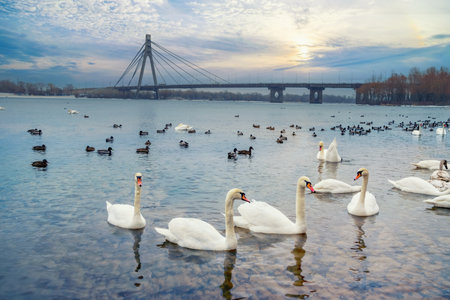 White swans swim in the river on a winter morning. Dnipro River, Kyiv, Ukraine. Northern Bridge on backgroundの写真素材