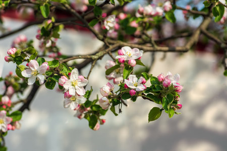 Beautiful apple tree branch blooming with delicate pink and white flowers in spring, nature backgroundの写真素材
