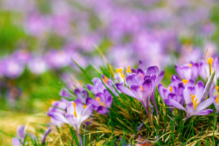 Crocuses blooming in a meadow in spring, creating a beautiful purple and green natural background...