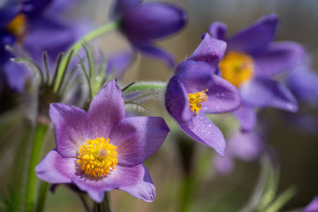 Beautiful purple pulsatilla flowers blooming in spring, covered with fresh water dropsの写真素材