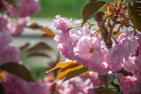 Beautiful pink japanese cherry tree flowers blooming on a sunny spring dayの写真素材