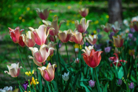 Beautiful pink and white tulips blooming in a colorful springtime gardenの写真素材