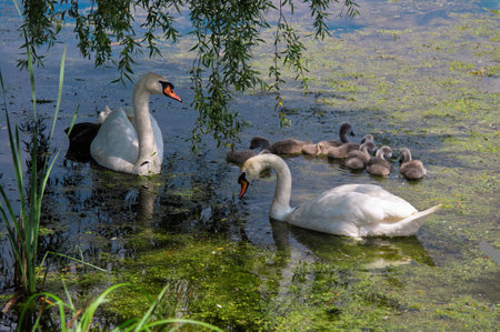 Two adult swans swimming with their cygnets on a pond covered with green algae under willow branchesの写真素材