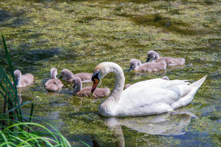 Family of mute swans swimming in a green pond during a sunny dayの写真素材