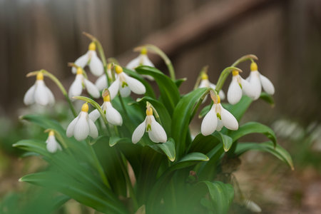 Close up of Galanthus plicatus flowers growing in National park Kholodnyi Yar, Ukraineの写真素材