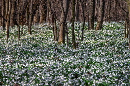 Beautiful white Galanthus plicatus flowers covering the ground in Kholodnyi Yar National Park,...