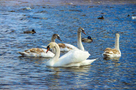 Beautiful mature white swan and three young swans swim in the river on a spring day. Dnipro River, Cherkasy, Ukraine.の写真素材