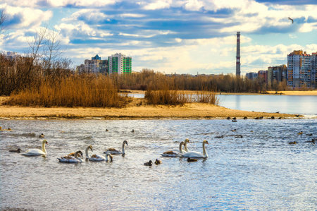 Beautiful mature and young white swans swim in the river on a spring day. Residential buildings on background. Dnipro River, Cherkasy, Ukraineの写真素材