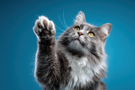 A grey cat with white markings raises a paw, set against a vibrant blue backdrop. The close-up captures detailed fur textures and bright eyes. The composition utilizes soft lighting, creating a visually appealing image. This versatile photograph is suitable for various projects, including advertising and editorial content.の素材