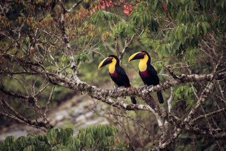 Two toucans with vibrant yellow and black plumage are captured perched on a tree branch, set against a backdrop of dense green foliage. The image showcases natural textures and a warm color palette, likely taken during daylight hours. It could be suitable for various commercial and editorial applications.の素材