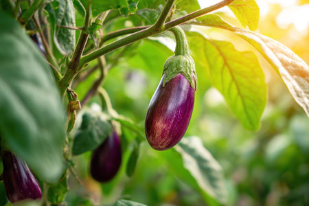 A close-up view showcases a ripe, purple eggplant hanging from a leafy green plant. The image displays the eggplant's smooth texture and rich color, contrasting with the foliage. Bright sunlight creates highlights and shadows, suggesting an outdoor setting. This image is suitable for agricultural, culinary, or health-related applications.の素材
