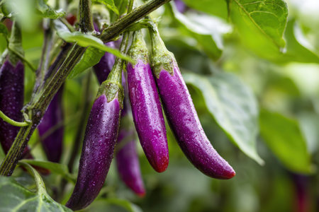 Close-up view showcases several purple chili peppers hanging from a plant. Their vibrant color contrasts with the surrounding green leaves. The peppers exhibit a smooth texture and are captured in natural light. The image would be suitable for use in culinary articles, recipe illustrations, or agricultural publications.の素材