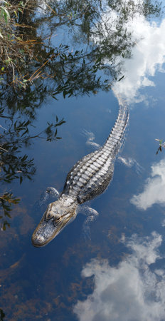 An alligator floats in still water, reflecting the sky and surrounding foliage. The image showcases a natural environment with vibrant blues and greens. The composition highlights the alligator's texture and form. Suitable for illustrating wildlife, nature, or environmental topics and has potential uses in educational materials.の素材