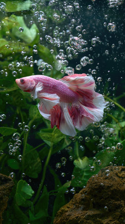 A vibrant betta fish with pink and white fins gracefully navigates an aquatic environment. The composition highlights the fish's form against a backdrop of bubbles and aquatic plants. The scene is illuminated by soft light, suggesting an underwater perspective, suitable for decorative or educational purposes.の素材